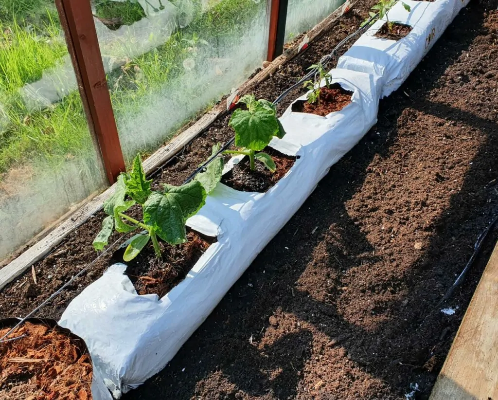 Farming in grow bags: The next future